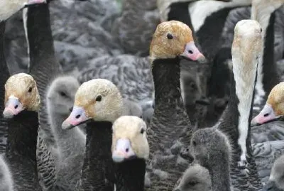 Emperor Goose Round-up jigsaw puzzle