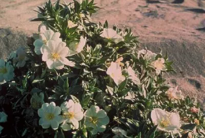 Eureka вечерна иглика