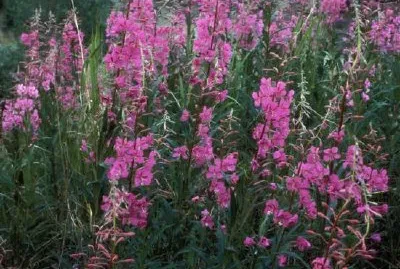 Fireweed