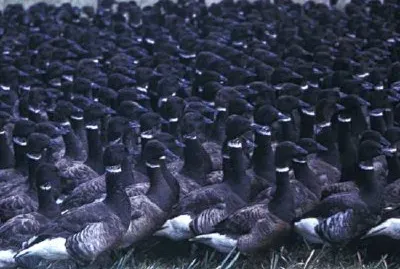 Flightless Brant in Trap jigsaw puzzle