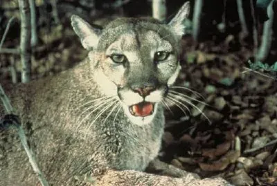 Florida Panther jigsaw puzzle