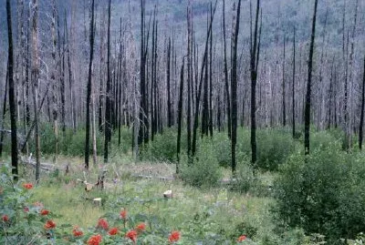 Recuperación forestal