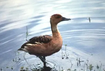 Pato silbante fulvous