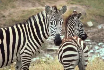 Grants Zebra jigsaw puzzle