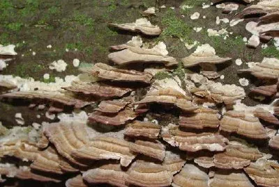 Graue Regalpilze, die auf altem Baumstamm wachsen