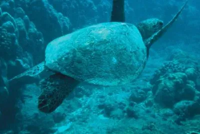 Green Sea Turtle jigsaw puzzle