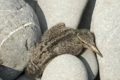 pisklę mewy na wyspie Bendel (Shumagins)