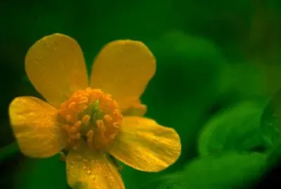 Космата лютичка