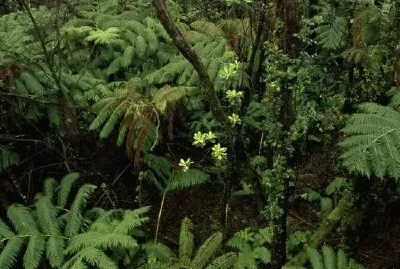 Rifugio nazionale della fauna selvatica della foresta di Hakalau, Hawaii