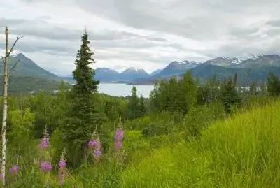 Hillside with Fireweed jigsaw puzzle