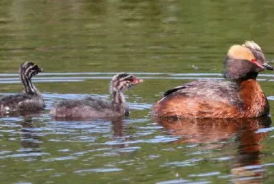Horned dopping med Young