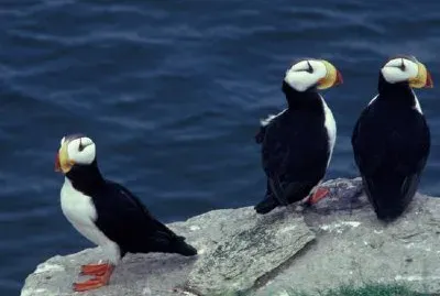 Horned Puffin Trio jigsaw puzzle