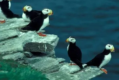 Horned Puffins on Puffin Island jigsaw puzzle