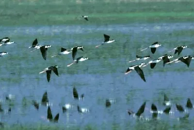 Refúgio Nacional da Vida Selvagem de Humbolt Bay