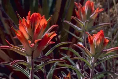 Индийска четка за рисуване