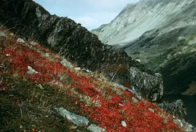 Kenai paesaggio