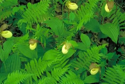 Vegetation
