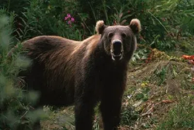 Kodiak brunbjörn