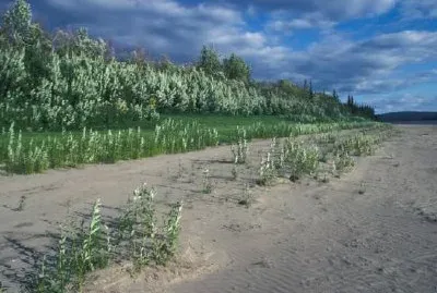 Costa del río Koyukuk