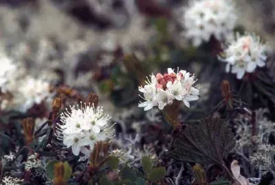 Чай лаборатор