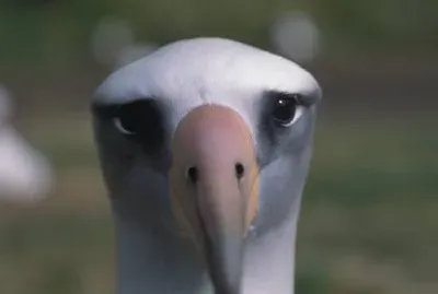 פאזל של לייסן אלבטרוס