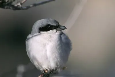 Unechter Karpfenwürger