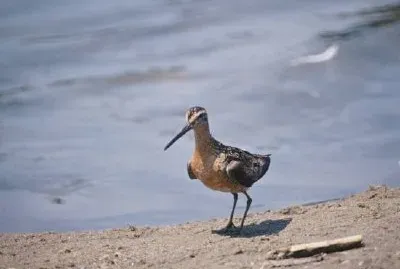 Long-billed Dowitcher jigsaw puzzle