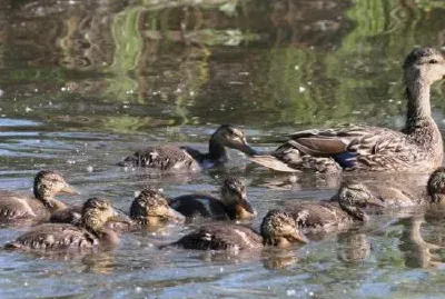 Gräsand Brood
