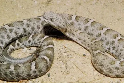 Mexikanische Klapperschlange mit geriffelter Nase