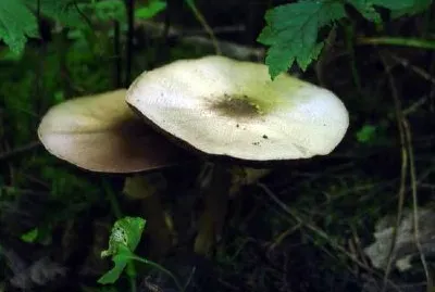 Mica Cap Mushroom jigsaw puzzle