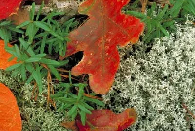 Любител на планината (Пахистима)