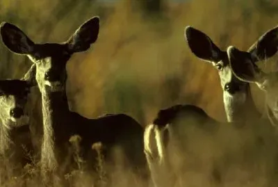 Mule Deer Herd jigsaw puzzle