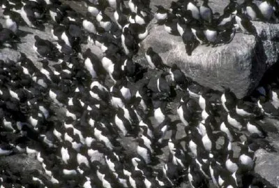 Colonie de Murre