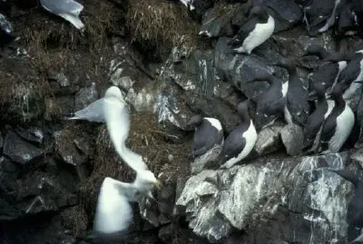 Murres and Kittiwakes jigsaw puzzle