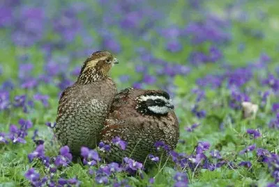 Quaglia bobwhite settentrionale