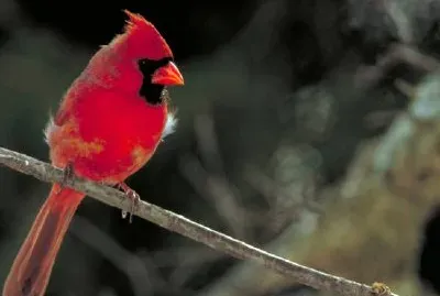 Northern cardinal jigsaw puzzle