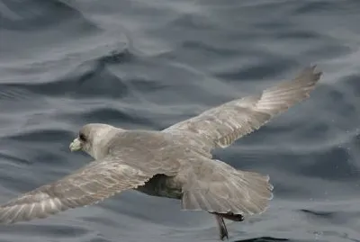 Northern Fulmar jigsaw puzzle