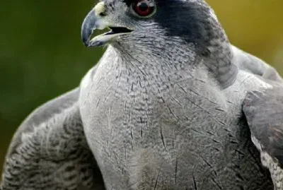Northern Goshawk jigsaw puzzle