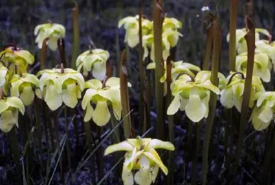 стомни растения