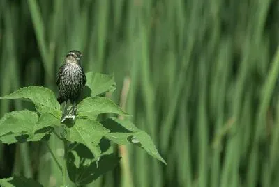 紅翅黑鳥（女）