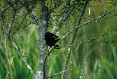 Red-winged Blackbird jigsaw puzzle