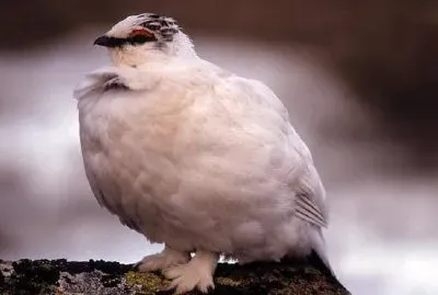 在冬季全身羽毛雷鳥