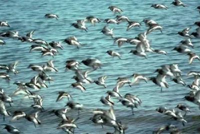 Скални пясъчници