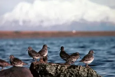 Rock Sandpipers at Rocky Shoreline jigsaw puzzle