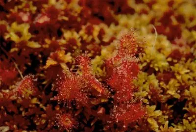 Sundew feuille ronde