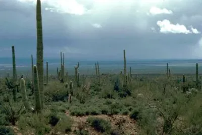 Cactus Saguaro