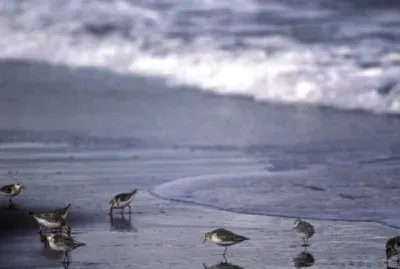 Sanderlings an der Küste