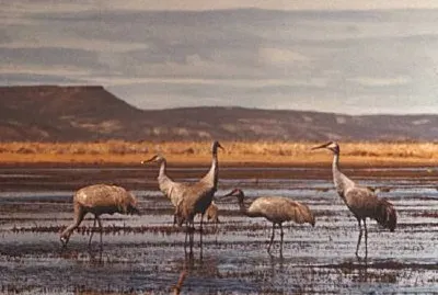 Sandhill Cranes jigsaw puzzle