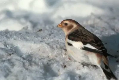 Snow Bunting, nicht brütendes Gefieder