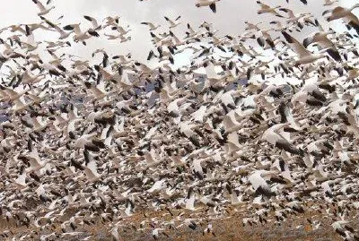 Snow Geese jigsaw puzzle